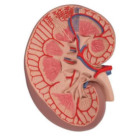 3B SCIENTIFIC Basic Kidney Section, 3 times - w/ 3B Smart Anatomy 1000295